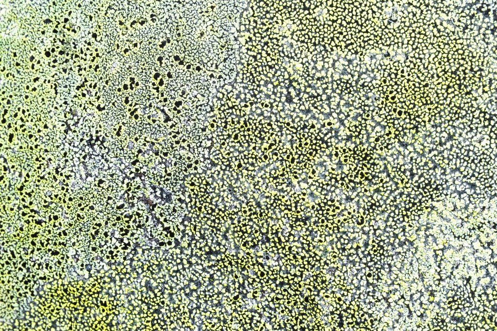 Moss pattern on a rock
