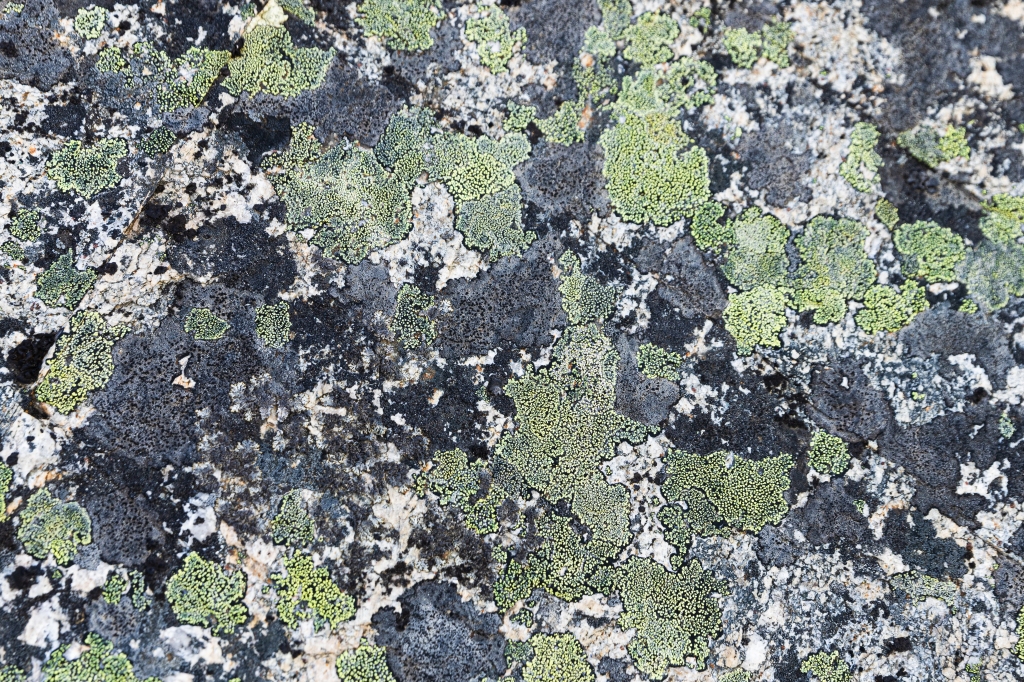 Moss pattern on a rock