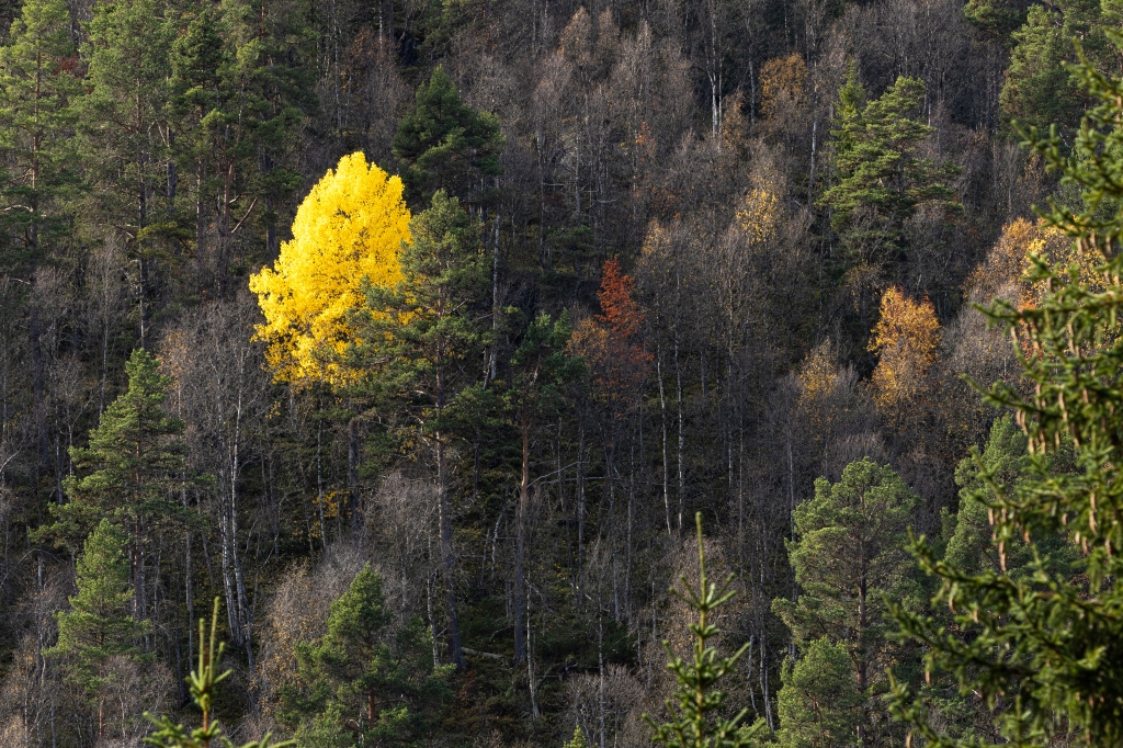 Autumn landscape, Norway